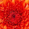 leahmiller8109